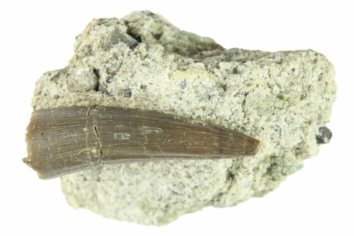 Fossil Crocodyliform (Goniopholidid) Tooth - Colorado #296690